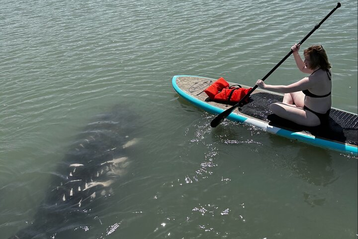 This manatee has scars from boats running him over, boater beware!